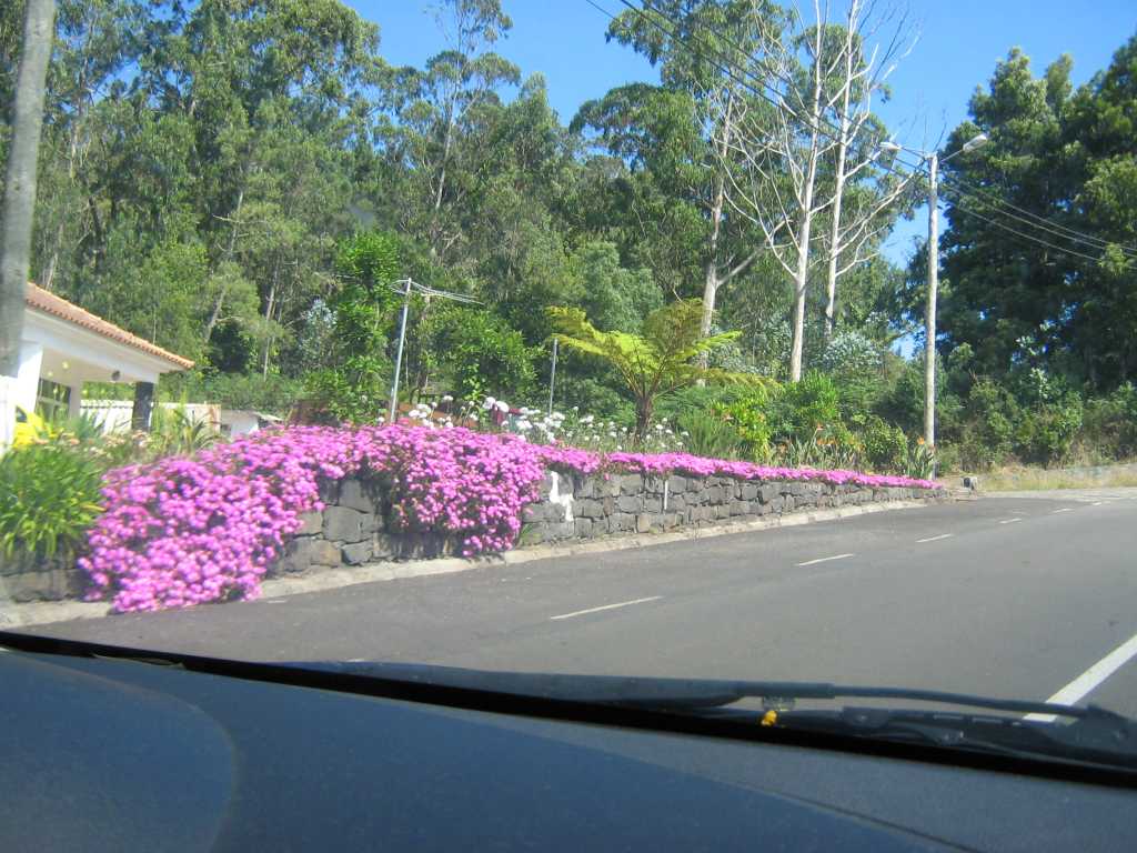 182_Madeira_182IMG_0103.jpg