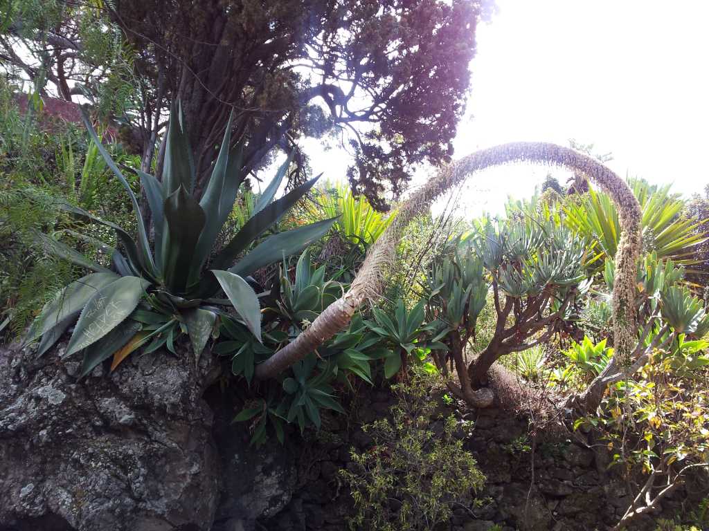 196_Madeira_1962012-06-18 13.25.25.jpg