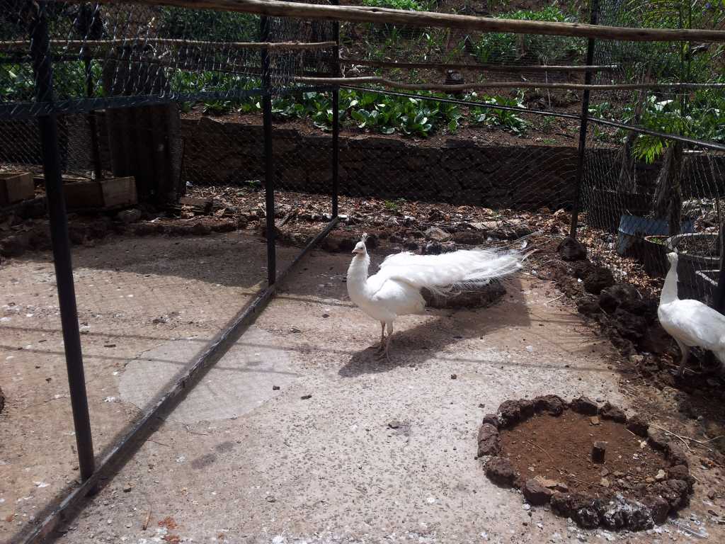 203_Madeira_2032012-06-18 14.06.08.jpg