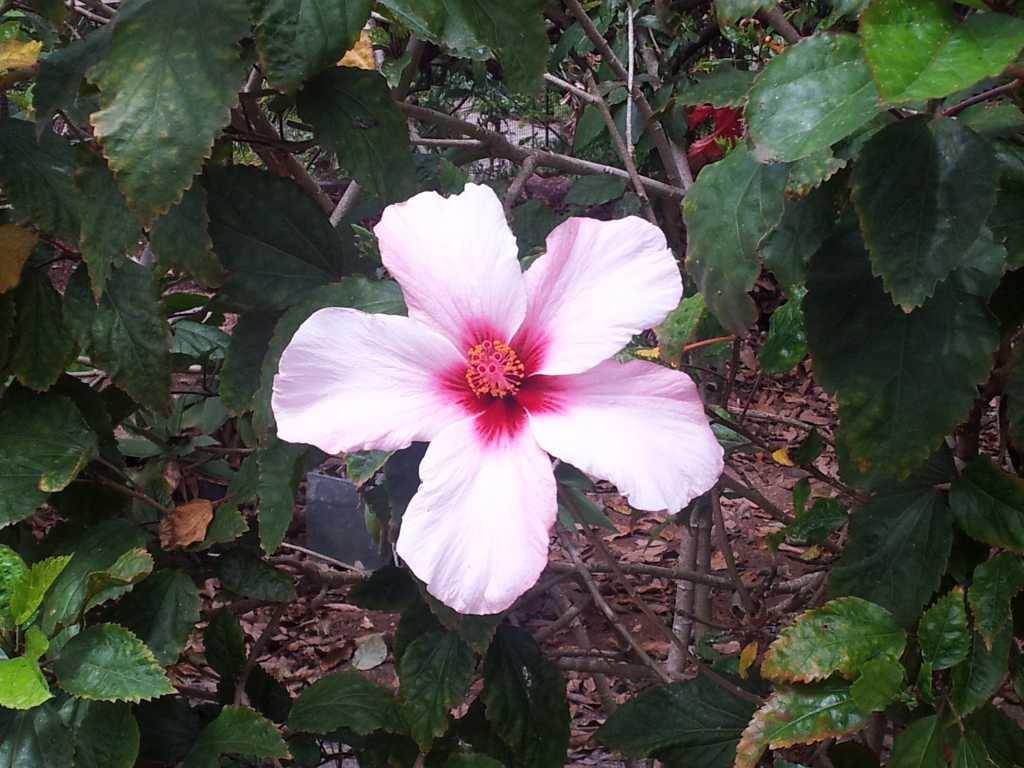 204_Madeira_2042012-06-18 14.08.22.jpg