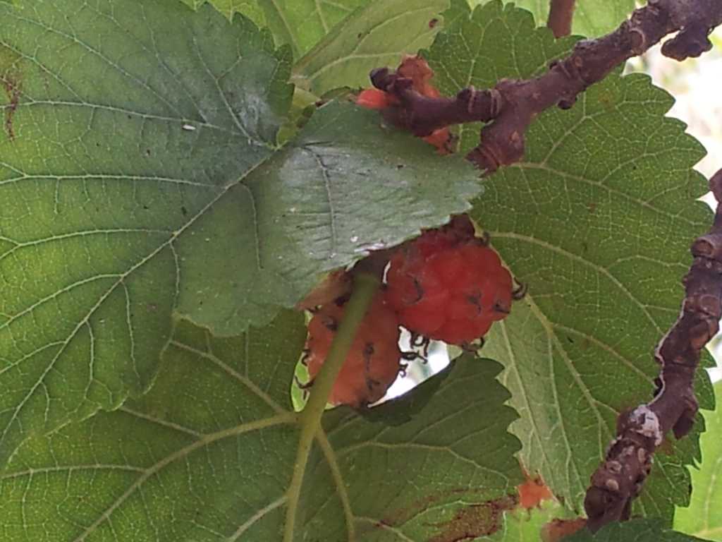 211_Madeira_2112012-06-18 14.17.01.jpg