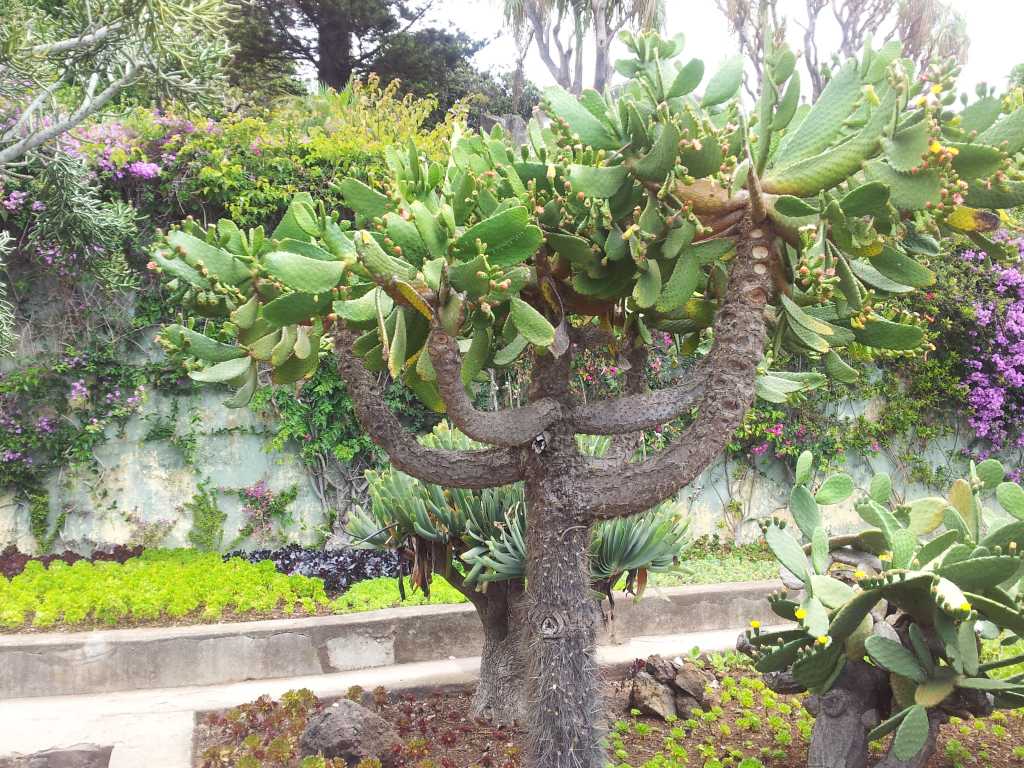 217_Madeira_2172012-06-18 14.32.47.jpg