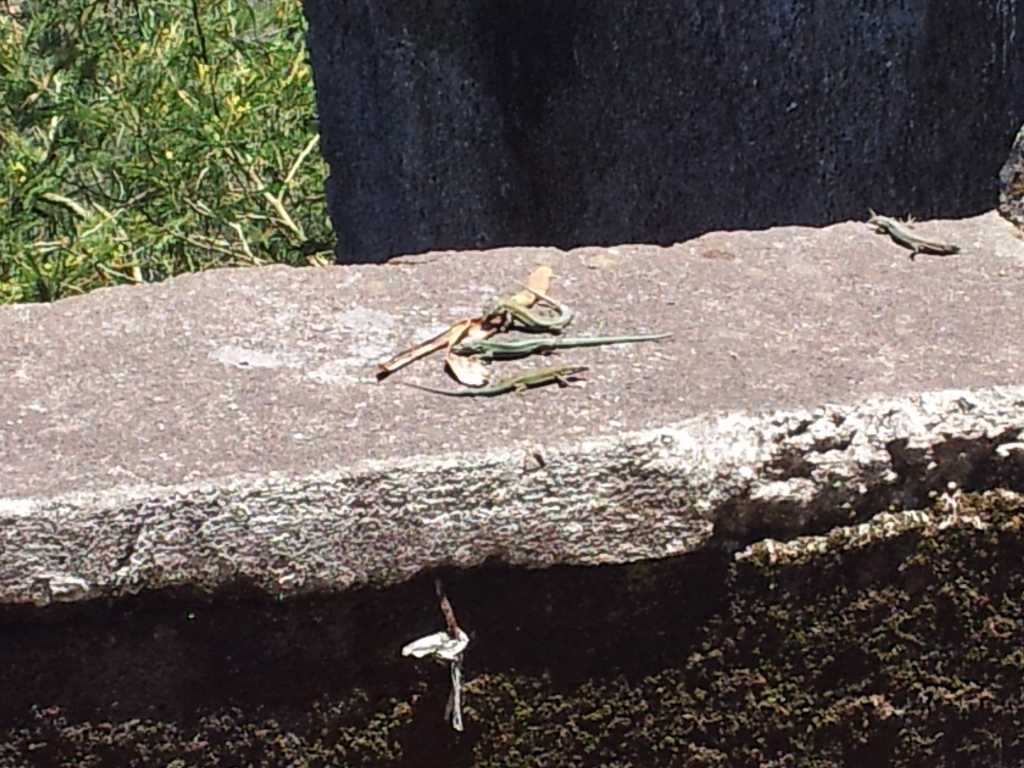 279_Madeira_2792012-06-20 15.38.02.jpg