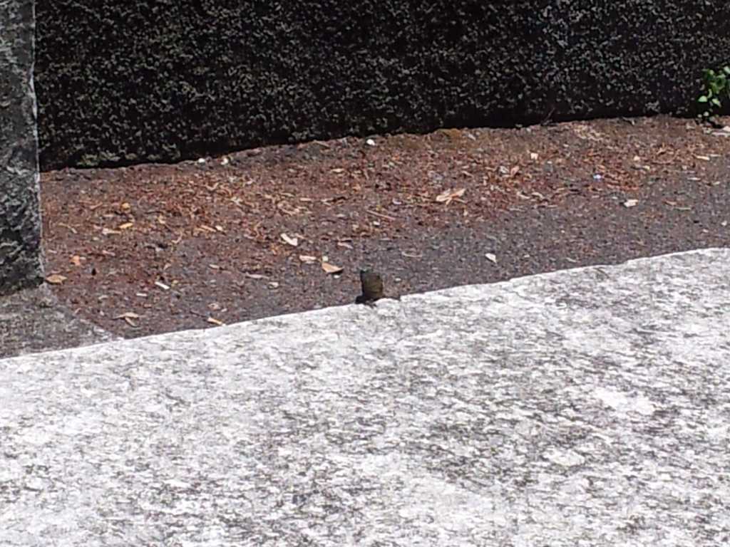 281_Madeira_2812012-06-20 15.39.07.jpg