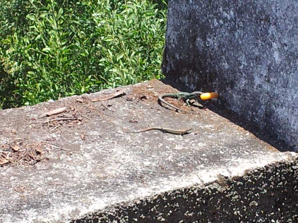 282_Madeira_2822012-06-20 15.39.30.jpg